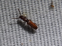 Taphroscelidia linearis