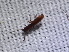 Taphroscelidia linearis