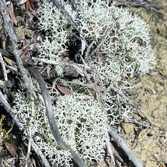Cladonia confusa