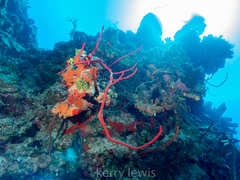 Amphimedon compressa