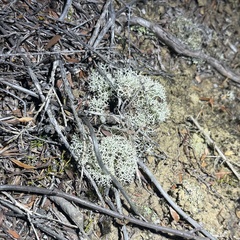 Cladonia confusa