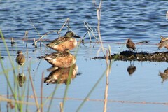 Charadrius vociferus