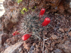 Mammillaria tetrancistra