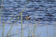 Fulica americana