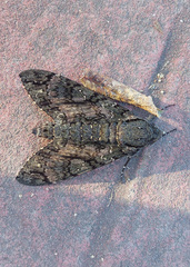 Cocytius antaeus