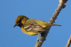 Icterus spurius