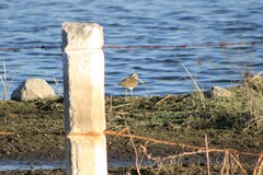 Charadrius vociferus