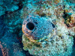 Dictyonella funicularis