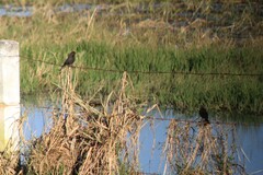 Icteridae