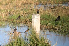 Icteridae