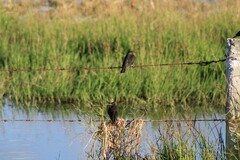 Icteridae