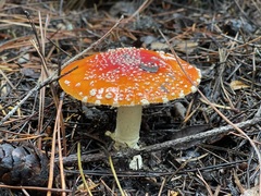 Amanita muscaria flavivolvata