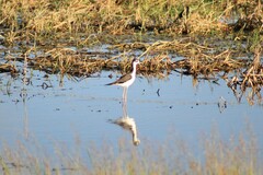 Himantopus mexicanus