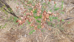 Karwinskia humboldtiana
