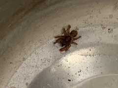 Dysdera crocata