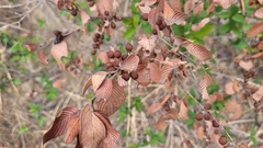 Karwinskia humboldtiana