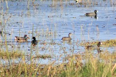 Gallinula galeata