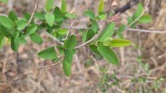 Karwinskia humboldtiana