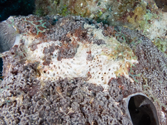 Dictyonella funicularis