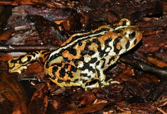 Anaxyrus americanus copei
