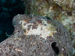 Dictyonella funicularis