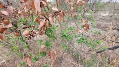 Karwinskia humboldtiana
