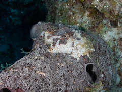 Dictyonella funicularis