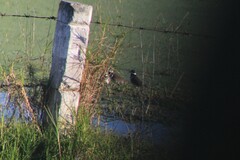 Charadrius vociferus