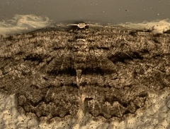 Scioglyptis canescaria