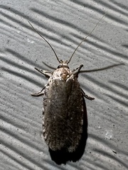 Agonopterix clemensella