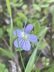 Viola bicolor