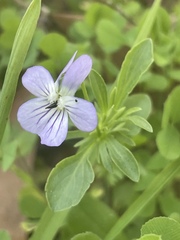 Viola bicolor