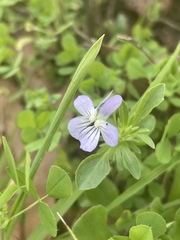 Viola bicolor