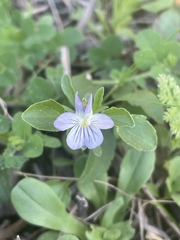 Viola bicolor