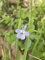 Viola bicolor