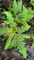 Selaginella delicatula