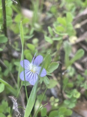 Viola bicolor