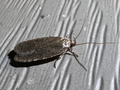 Agonopterix clemensella
