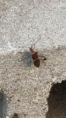 Leptoglossus zonatus