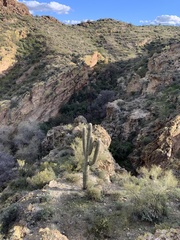 Carnegiea gigantea