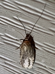 Agonopterix clemensella