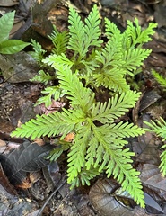 Selaginella delicatula