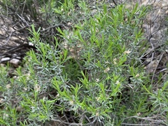 Ericameria laricifolia