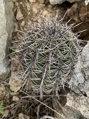 Carnegiea gigantea