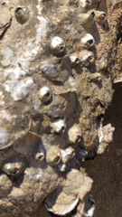 Amphibalanus amphitrite