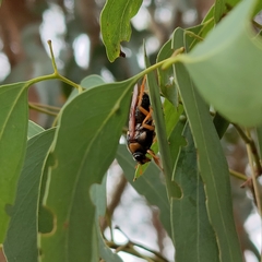 Perga affinis