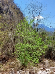 Acer negundo