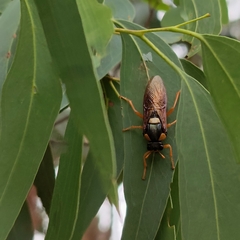 Perga affinis