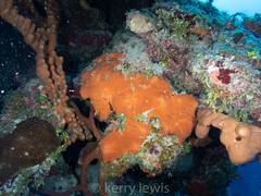 Spirastrella hartmani