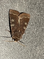 Cerastis tenebrifera